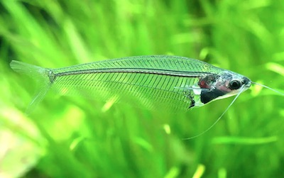 珍種 定番種選 小型水槽でも飼いやすい初心者におすすめの熱帯魚 たまおはアクアリウムを流行らせたい