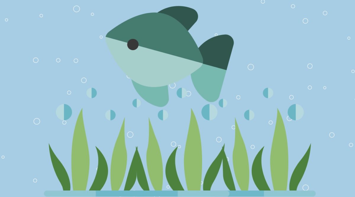 魚