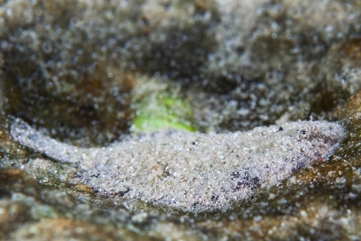 淡水カレイ
