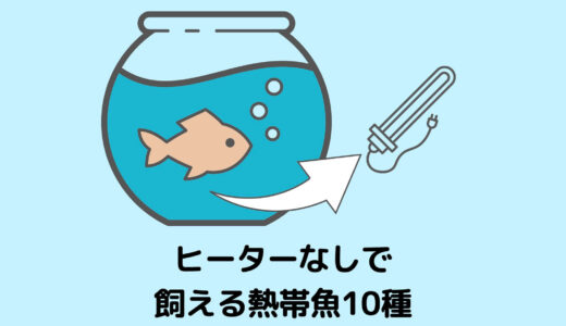 ヒーター邪魔じゃない ヒーターを目立たせない 使わないで熱帯魚を飼育する方法 たまおはアクアリウムを流行らせたい