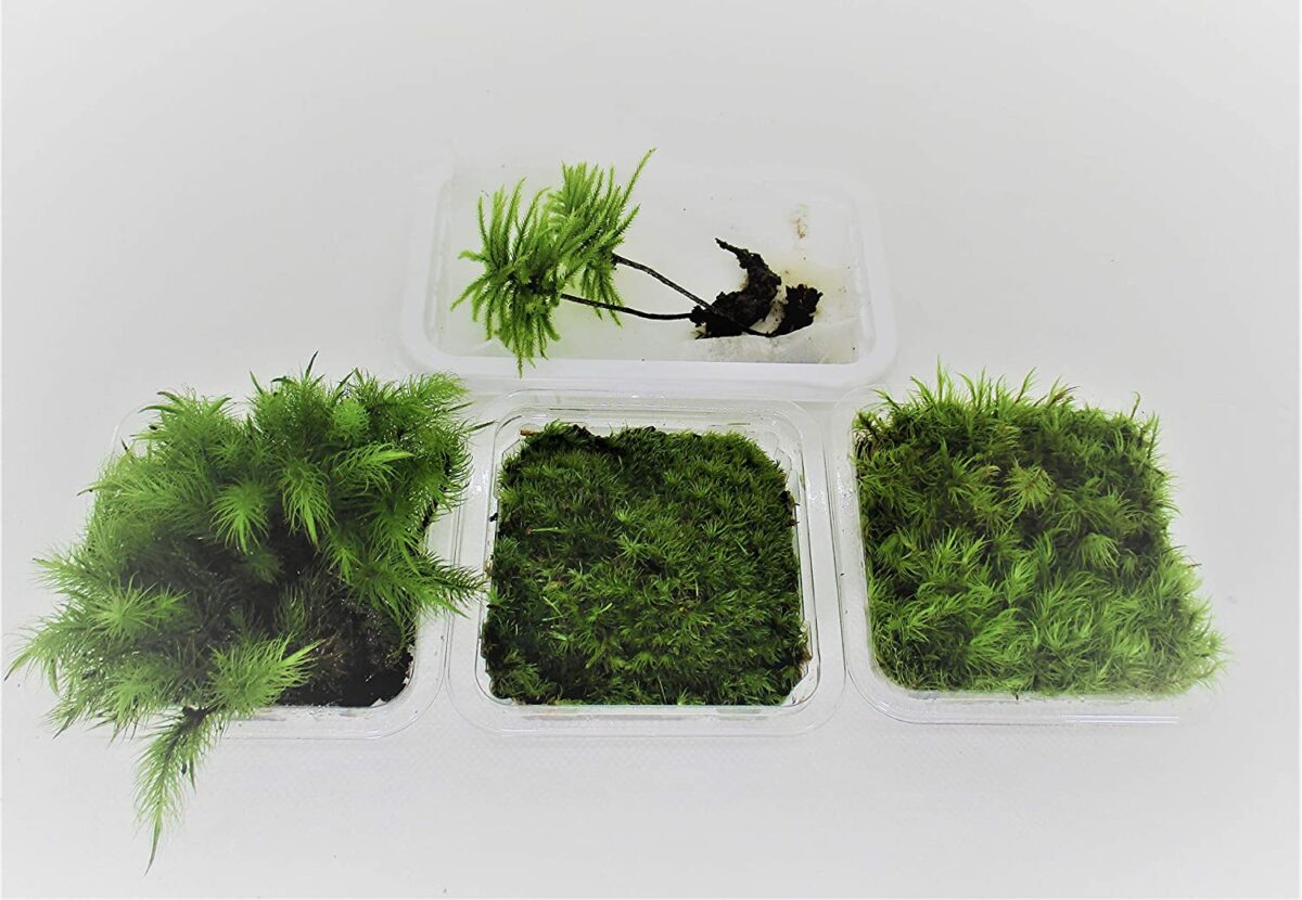 苔セット