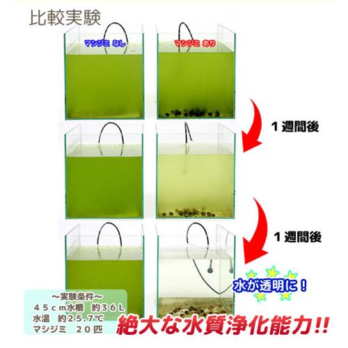 シジミの効果2
