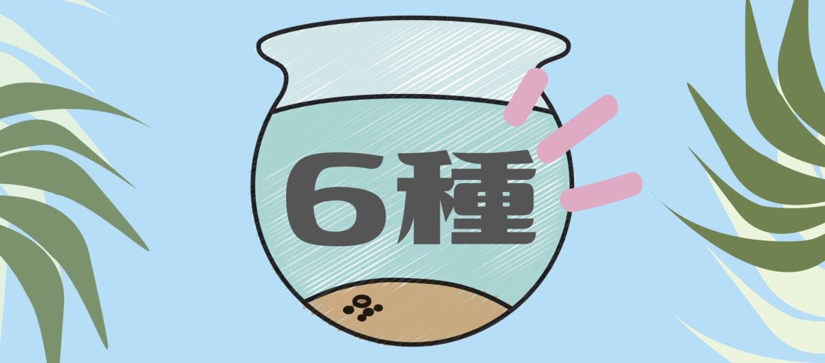6種