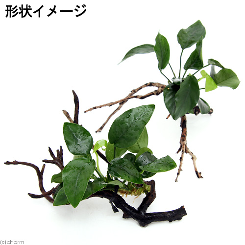 アヌビアス枝流木