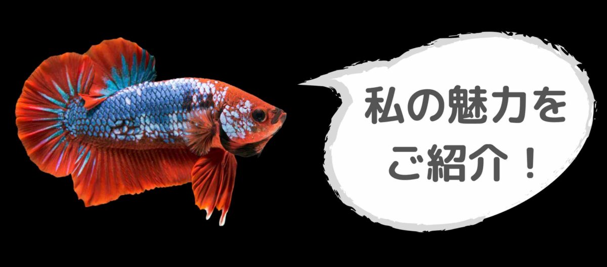 初心者向け ベタの飼い方と混泳できる熱帯魚は 水槽の大きさなども解説 たまおはアクアリウムを流行らせたい