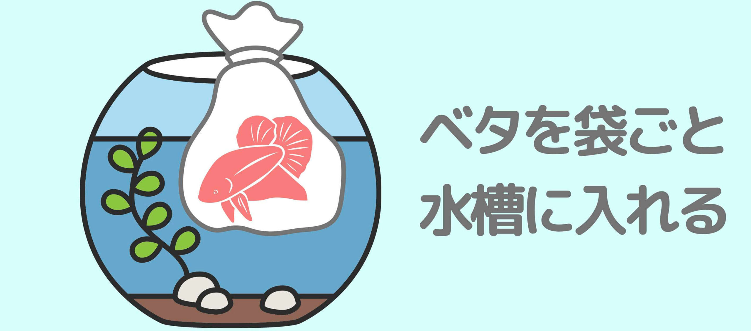 初心者向け ベタの飼い方と混泳できる熱帯魚は 水槽の大きさなども解説 たまおはアクアリウムを流行らせたい