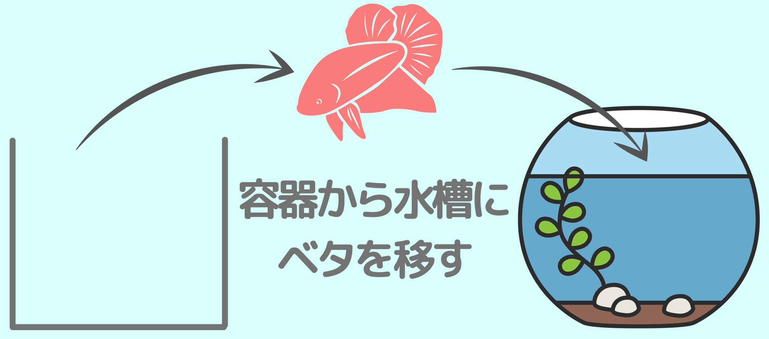 水槽に移す