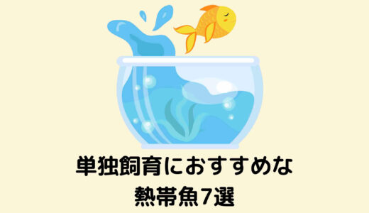 ボトリウムにもおすすめ フィルターなしでも飼育できる熱帯魚12選 注意事項あり たまおはアクアリウムを流行らせたい