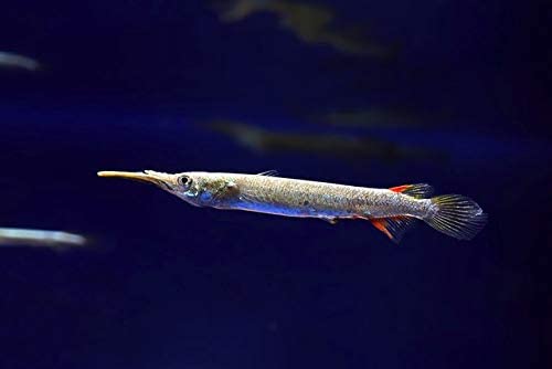 11種をご紹介 体型や泳ぐ姿が面白い 珍しい熱帯魚を飼いやすさと共に解説 たまおはアクアリウムを流行らせたい