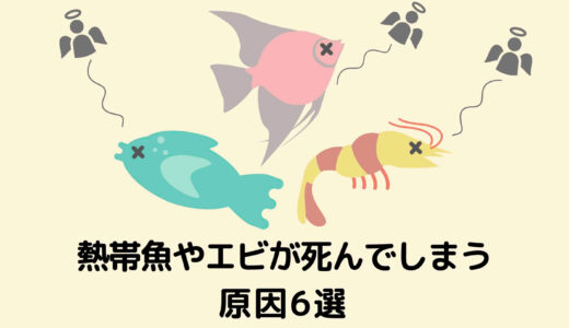 ヤマトヌマエビが最強 水槽のコケ掃除してくれる生き物15種とその特徴 たまおはアクアリウムを流行らせたい