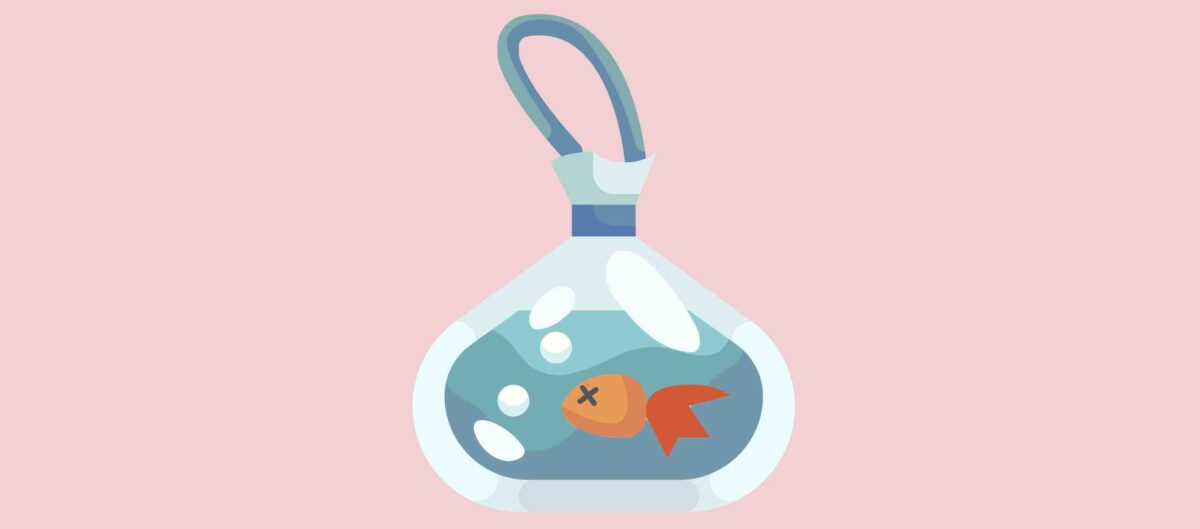 購入した熱帯魚