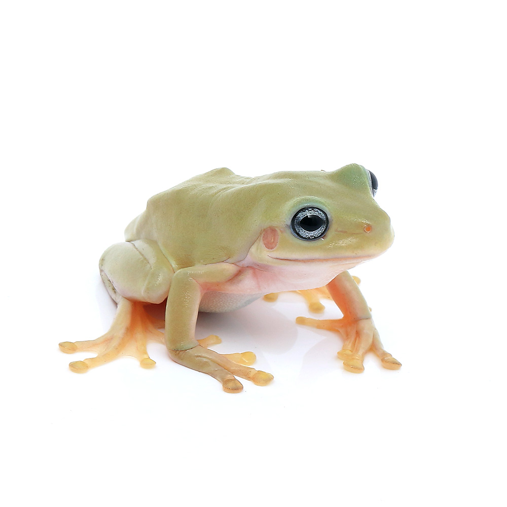 カエル