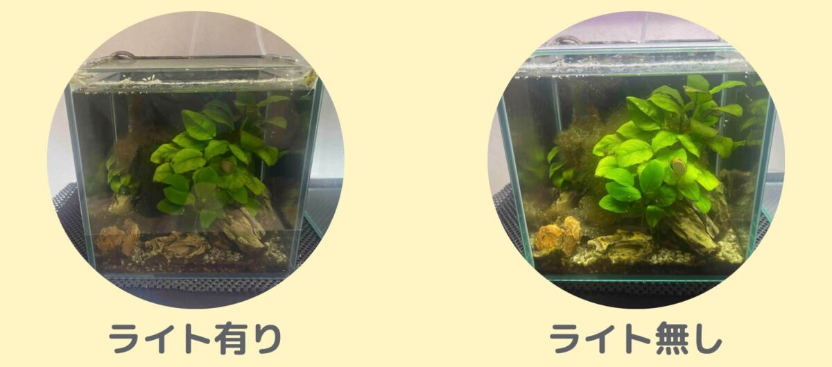 ライト有無比較
