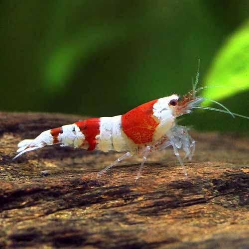 初心者向けの種類は 美しく掃除役におすすめな淡水エビ11種と飼育方法 たまおはアクアリウムを流行らせたい